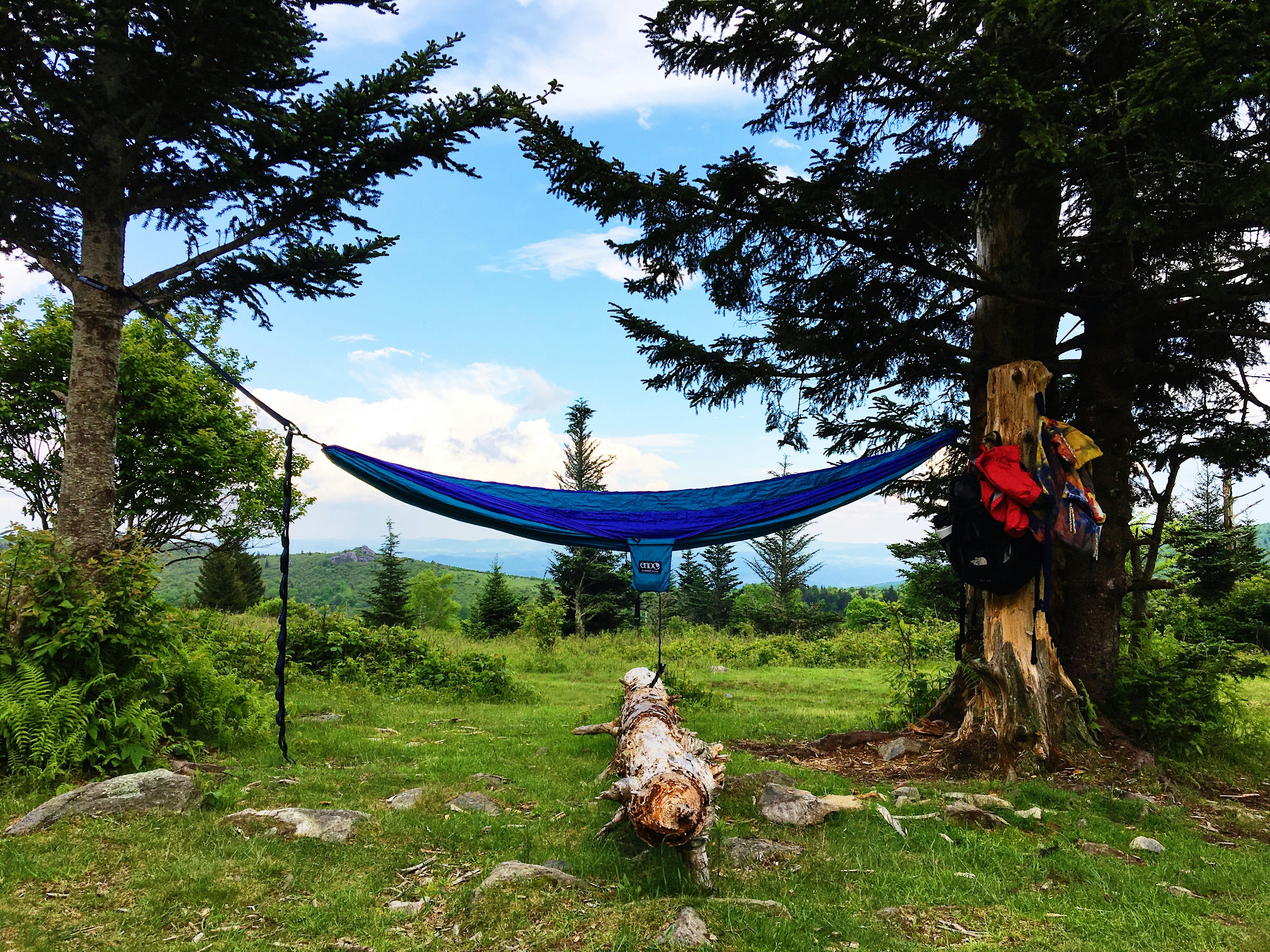 blue hammock at middle of forest